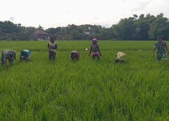 Jaga Pertumbuhan Tanaman Padi, Babinsa Dampingi Petani Siangi Tanaman Padi