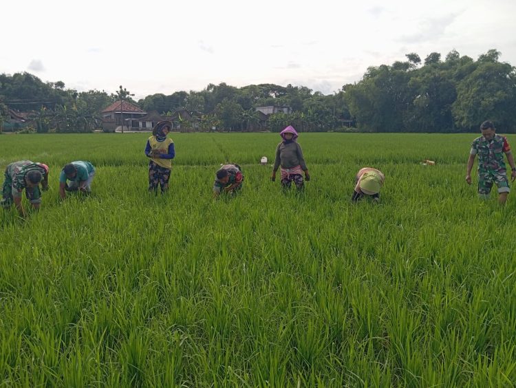 Jaga Pertumbuhan Tanaman Padi, Babinsa Dampingi Petani Siangi Tanaman Padi