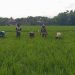 Jaga Pertumbuhan Tanaman Padi, Babinsa Dampingi Petani Siangi Tanaman Padi