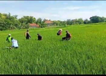 Kendalikan Gulma, Babinsa Bantu Petani Melakukan Penyiangan