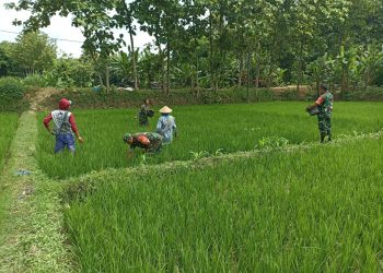 Babinsa Turut Pupuk Padi, Demi Hasil Panen Maksimal