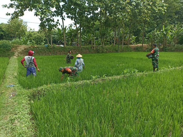 Babinsa Turut Pupuk Padi, Demi Hasil Panen Maksimal Babinsa Turut Pupuk Padi, Demi Hasil Panen Maksimal