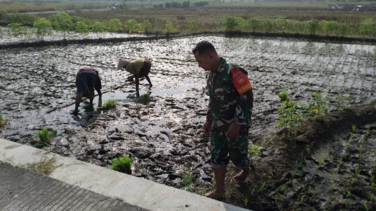 Babinsa Teras Aktif Dampingi Petani Dalam Upaya Ketahanan Pangan Babinsa Teras Aktif Dampingi Petani Dalam Upaya Ketahanan Pangan