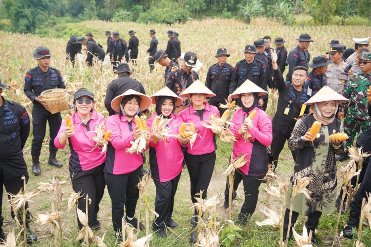 Sat Brimob Polda Jateng Panen Raya di Sragen, Dukung Ketahanan Pangan Nasional