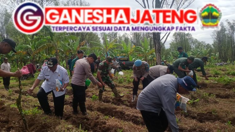 Polresta Banyuwangi Bersama Kelompok Tani Tanam Jagung Serentak Gelorakan Swasembada Pangan Polresta Banyuwangi Bersama Kelompok Tani Tanam Jagung Serentak Gelorakan Swasembada Pangan