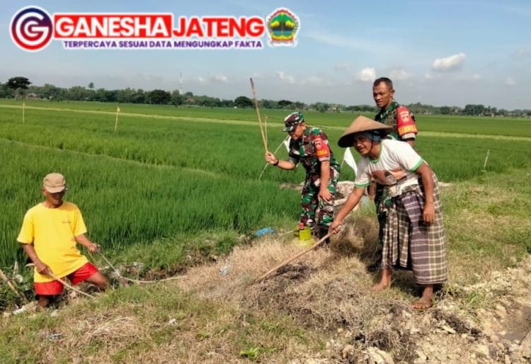 Gropyokan, Alternatif Basmi Hama Tikus Tanpa Listrik Gropyokan, Alternatif Basmi Hama Tikus Tanpa Listrik