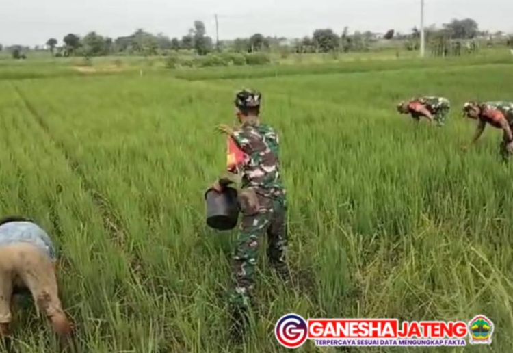 Babinsa Bantu Petani Pupuk Tanaman Padi Guna Capai Hasil yang Lebih Baik Babinsa Bantu Petani Pupuk Tanaman Padi Guna Capai Hasil yang Lebih Baik