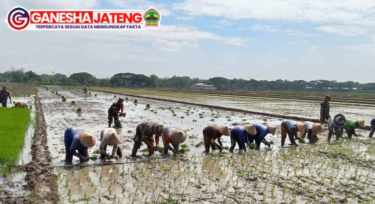 Babinsa Turun Sawah Mendampingi Petani Menuju Panen Raya