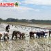 Babinsa Turun Sawah Mendampingi Petani Menuju Panen Raya
