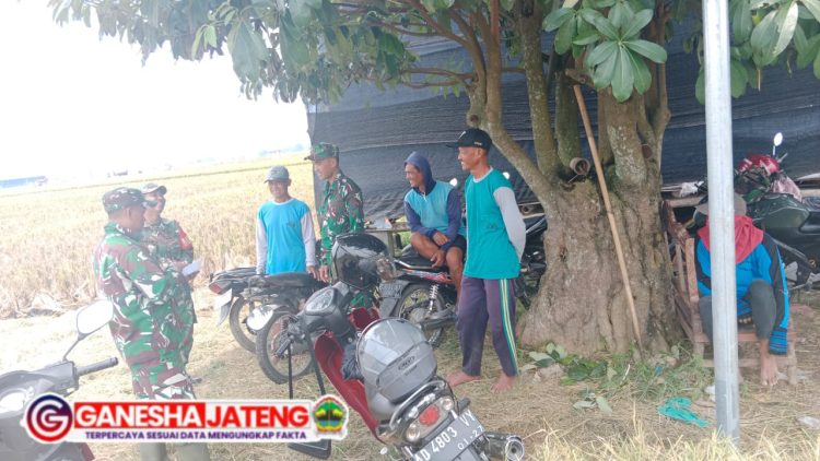 Babinsa Berkomunikasi Dengan Kelompok Tani, Panen Raya Berbuah Manis Babinsa Berkomunikasi Dengan Kelompok Tani, Panen Raya Berbuah Manis