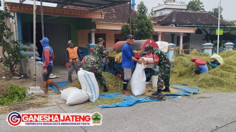 Babinsa Koramil Gesi Gotong Royong Bantu Panen Padi Warga Babinsa Koramil Gesi Gotong Royong Bantu Panen Padi Warga