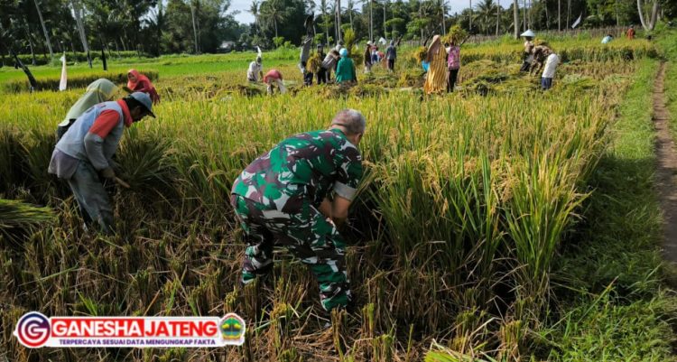 Babinsa Sumber Kemuning Dampingi Petani Panen Padi Di Tamanan Babinsa Sumber Kemuning Dampingi Petani Panen Padi Di Tamanan