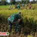 Babinsa Sumber Kemuning Dampingi Petani Panen Padi Di Tamanan Babinsa Sumber Kemuning Dampingi Petani Panen Padi Di Tamanan