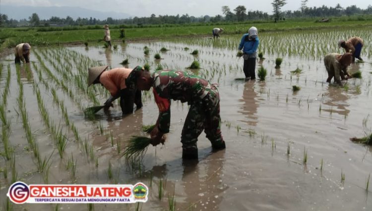 Babinsa Dampingi Petani Tanam Padi, Pastikan Ketahanan Pangan Terjaga Babinsa Dampingi Petani Tanam Padi, Pastikan Ketahanan Pangan Terjaga