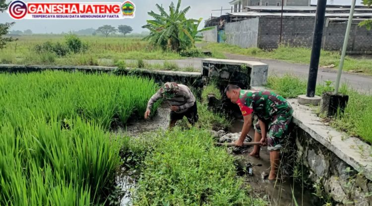 Babinsa Sawit Bantu Petani Desa Tegalrejo Rawat Padi