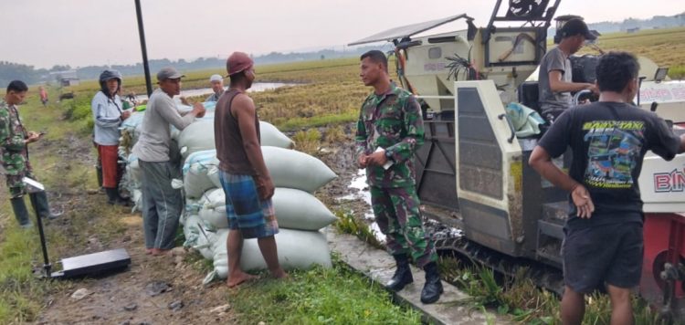 Babinsa Nogosari Bantu Bulog Serap Gabah Petani Jeron Babinsa Nogosari Bantu Bulog Serap Gabah Petani Jeron
