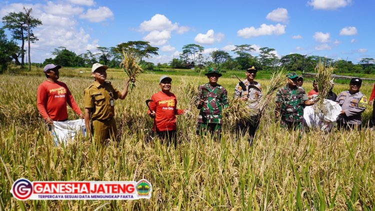Dandim Boyolali Hadiri Vidcon Bersama Presiden RI Dan Juga Panen Di Desa Nepen Teras