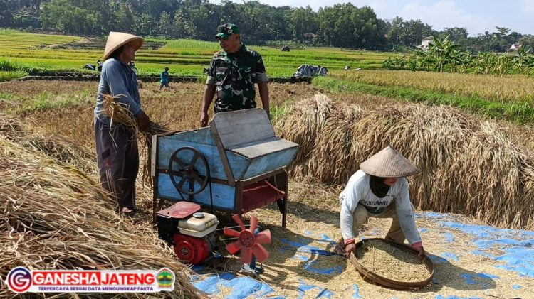 Peran Aktif Babinsa Wonosegoro Dampingi Petani