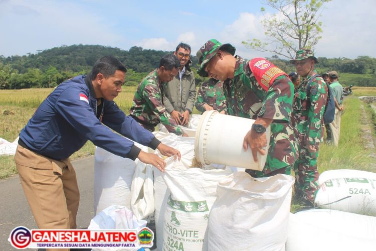 Babinsa Mojosongo Dampingi Bulog Sergab Petani Dlingo Babinsa Mojosongo Dampingi Bulog Sergab Petani Dlingo