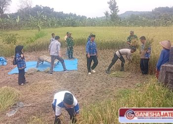 Anggota Koramil Wonosegoro Tunjukkan Dedikasinya Dukung Ketahanan Pangan