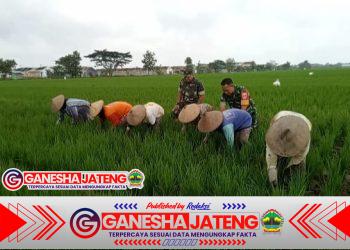 Babinsa Dampingi Petani Bersihkan Rumput di Sawah, Wujud Sinergitas TNI dan Rakyat
