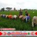 Babinsa Dampingi Petani Bersihkan Rumput di Sawah, Wujud Sinergitas TNI dan Rakyat