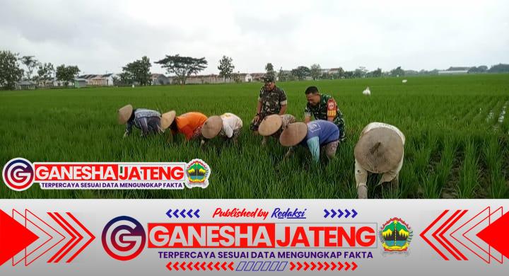 Babinsa Dampingi Petani Bersihkan Rumput di Sawah, Wujud Sinergitas TNI dan Rakyat Babinsa Dampingi Petani Bersihkan Rumput di Sawah, Wujud Sinergitas TNI dan Rakyat