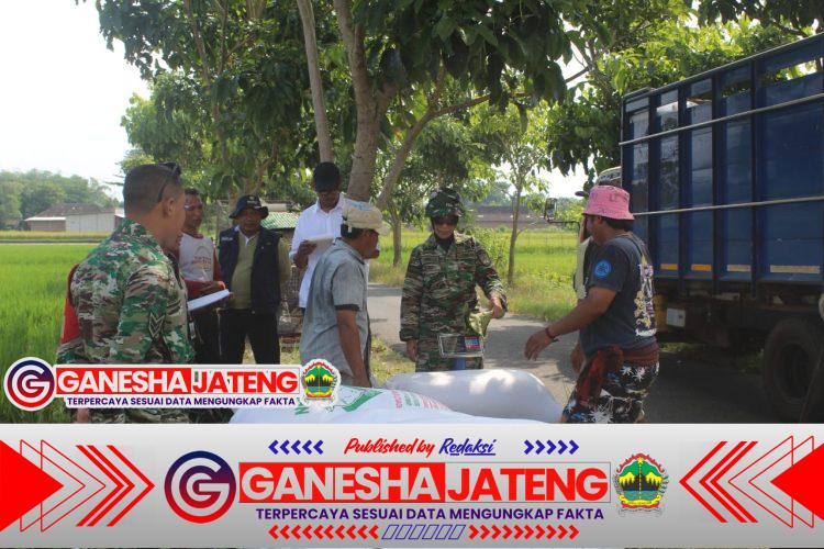 Babinsa Boyolali Jembatani Antara Petani Dan Bulog Terkait Hasil Panen Babinsa Boyolali Jembatani Antara Petani Dan Bulog Terkait Hasil Panen