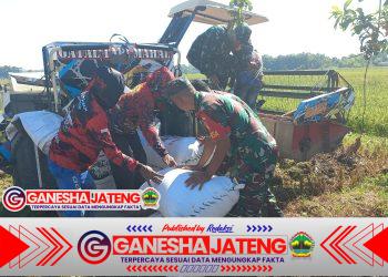 Kodim Boyolali Dukung Program Bulog Melalui Serapan Gabah Petani