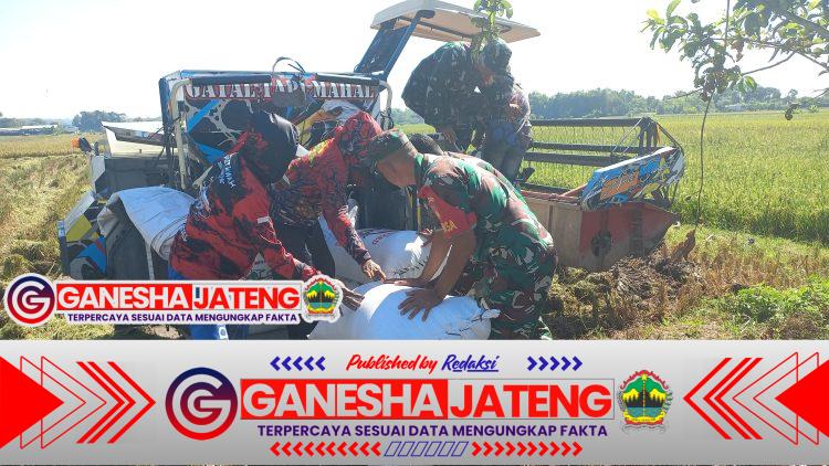 Kodim Boyolali Dukung Program Bulog Melalui Serapan Gabah Petani Kodim Boyolali Dukung Program Bulog Melalui Serapan Gabah Petani