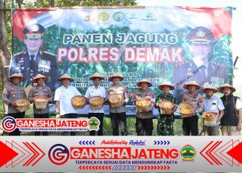 Sukseskan Ketahanan Pangan Nasional, Polres Demak Panen Jagung