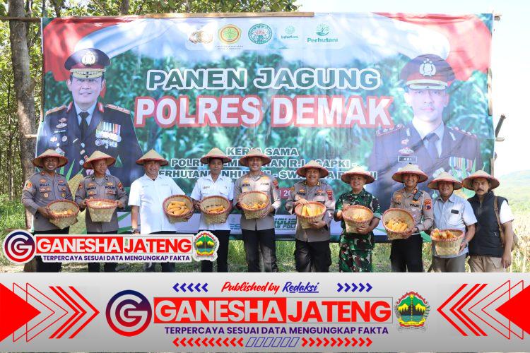 Sukseskan Ketahanan Pangan Nasional, Polres Demak Panen Jagung