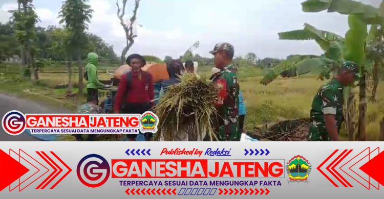Babinsa Bantu Warga Panen, Wujud Dukung Ketahanan Pangan Babinsa Bantu Warga Panen, Wujud Dukung Ketahanan Pangan