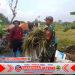 Babinsa Bantu Warga Panen, Wujud Dukung Ketahanan Pangan