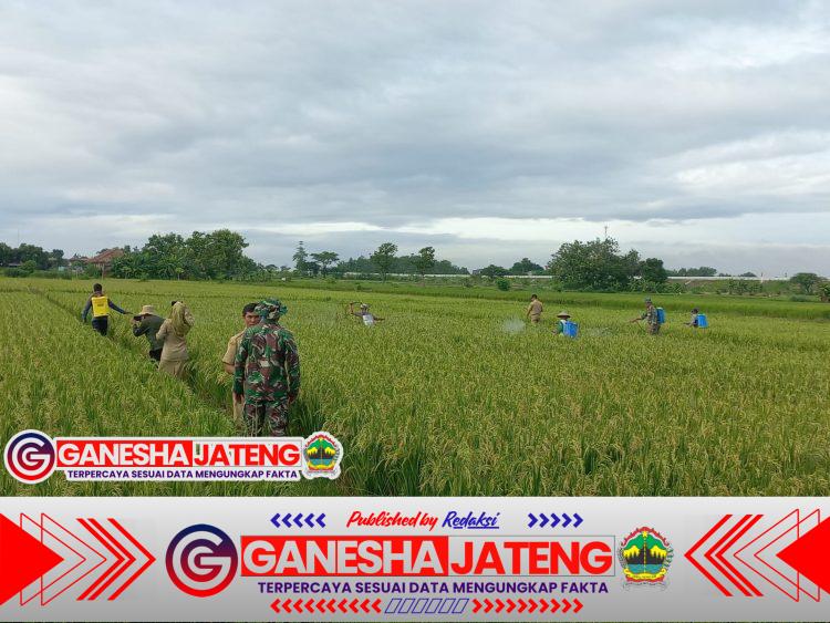 Babinsa Sawit Bersama Petani Desa Bendosari Lakukan Penyemprotan Hama Babinsa Sawit Bersama Petani Desa Bendosari Lakukan Penyemprotan Hama