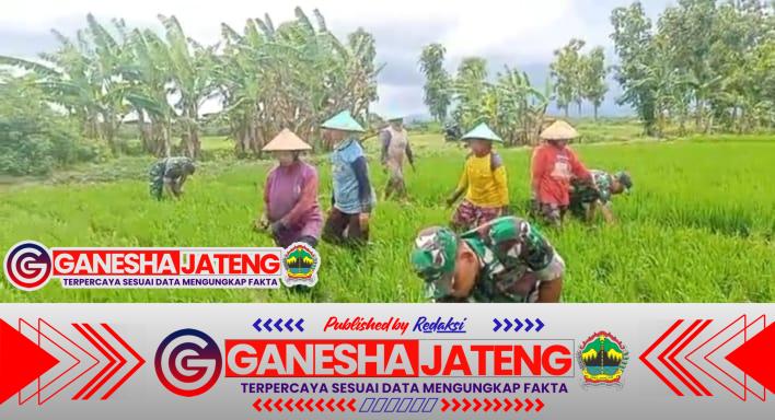 Optimalkan Kesuburan Padi, Babinsa Lakukan Pembersihan Gulma di Sawah Poktan Sri Luwih Optimalkan Kesuburan Padi, Babinsa Lakukan Pembersihan Gulma di Sawah Poktan Sri Luwih