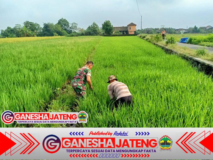 Gulma Menjadi Salah Satu Kendala Petani Gulma Menjadi Salah Satu Kendala Petani