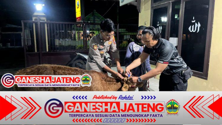 Polisi Berhasil Temukan Sapi Curian Milik Warga Tempeh Kidul di Perkebunan Jeruk Pasirian