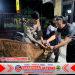 Polisi Berhasil Temukan Sapi Curian Milik Warga Tempeh Kidul di Perkebunan Jeruk Pasirian