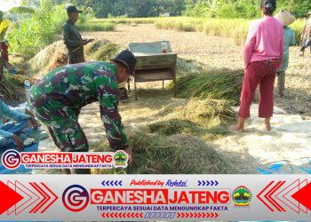 Hasil Panen Petani Klego Bagus Berkat Bulir Padi Tak Roboh