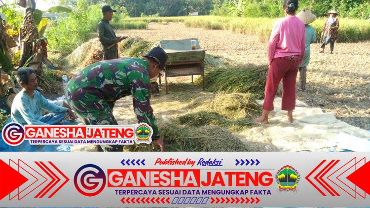 Hasil Panen Petani Klego Bagus Berkat Bulir Padi Tak Roboh