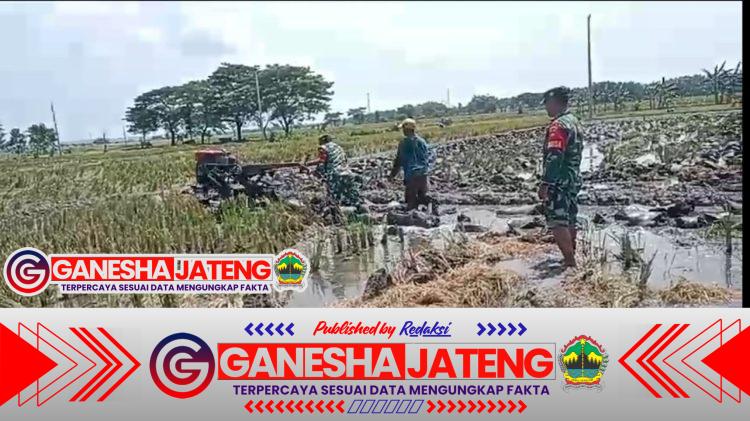 Babinsa Dampingi Petani Bajak Sawah Gotong Royong Menuju Swasembada Pangan Babinsa Dampingi Petani Bajak Sawah Gotong Royong Menuju Swasembada Pangan