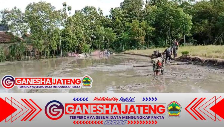 Babinsa Berjibaku, Bantu Petani Bajak Sawah Babinsa Berjibaku, Bantu Petani Bajak Sawah