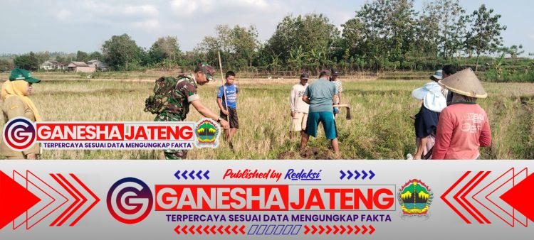 Babinsa dan Warga Desa Kemusu Gropyok Tikus untuk Lindungi Tanaman Padi