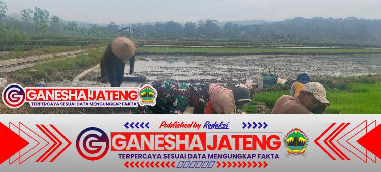 Babinsa Simo Bantu Petani Percepat Masa Tanam Padi di Blagung