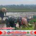 Babinsa Simo Bantu Petani Percepat Masa Tanam Padi di Blagung Babinsa Simo Bantu Petani Percepat Masa Tanam Padi di Blagung