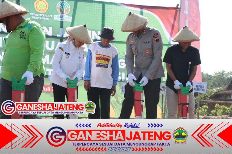 Polres Kendal Galakkan Ketahanan Pangan Lewat Penanaman Jagung Serentak Polres Kendal Galakkan Ketahanan Pangan Lewat Penanaman Jagung Serentak