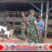 Babinsa Pantau Perkembangan Ternak Kambing, Wujud Pendampingan
