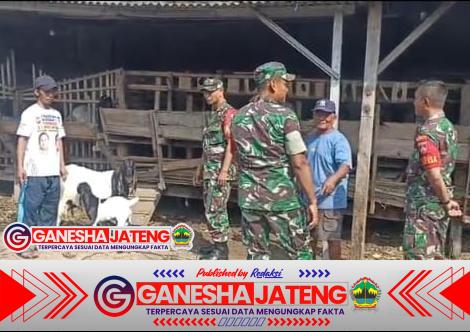 Babinsa Pantau Perkembangan Ternak Kambing, Wujud Pendampingan Babinsa Pantau Perkembangan Ternak Kambing, Wujud Pendampingan