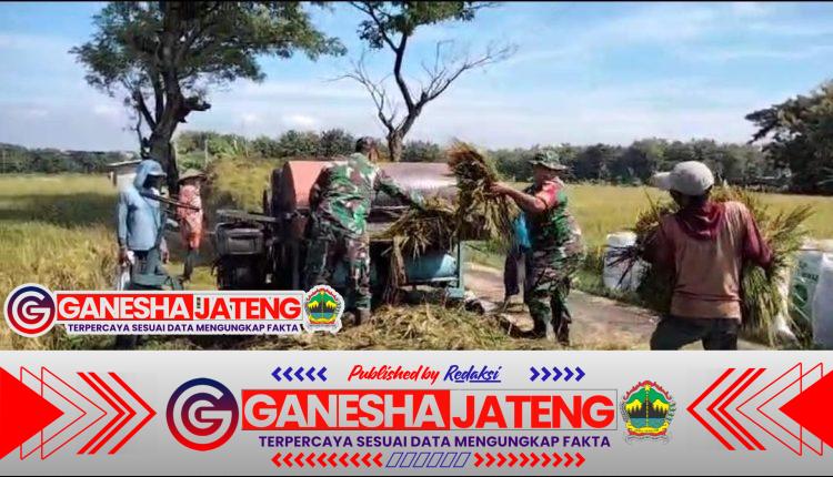 Babinsa Bergotong Royong Bantu Panen Padi, Wujudkan Ketahanan Pangan